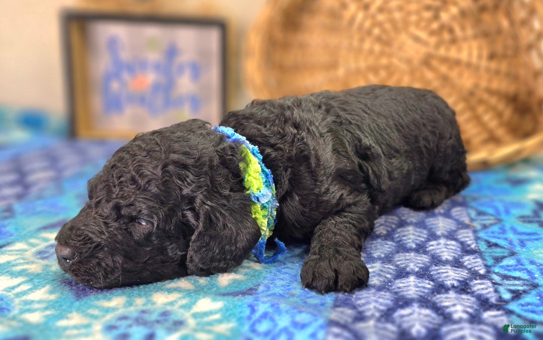Cockapoo dogs for sale: Foggy - Ad 36