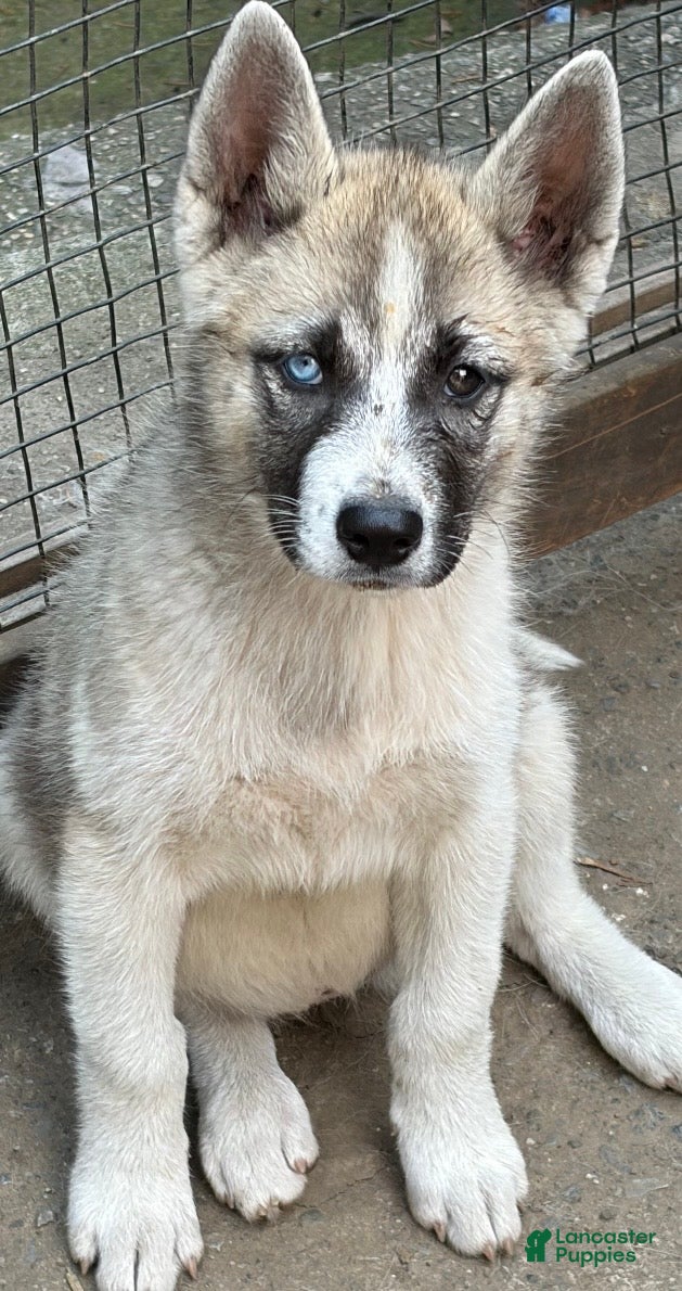 Mixed Breed dogs June - Ad 1