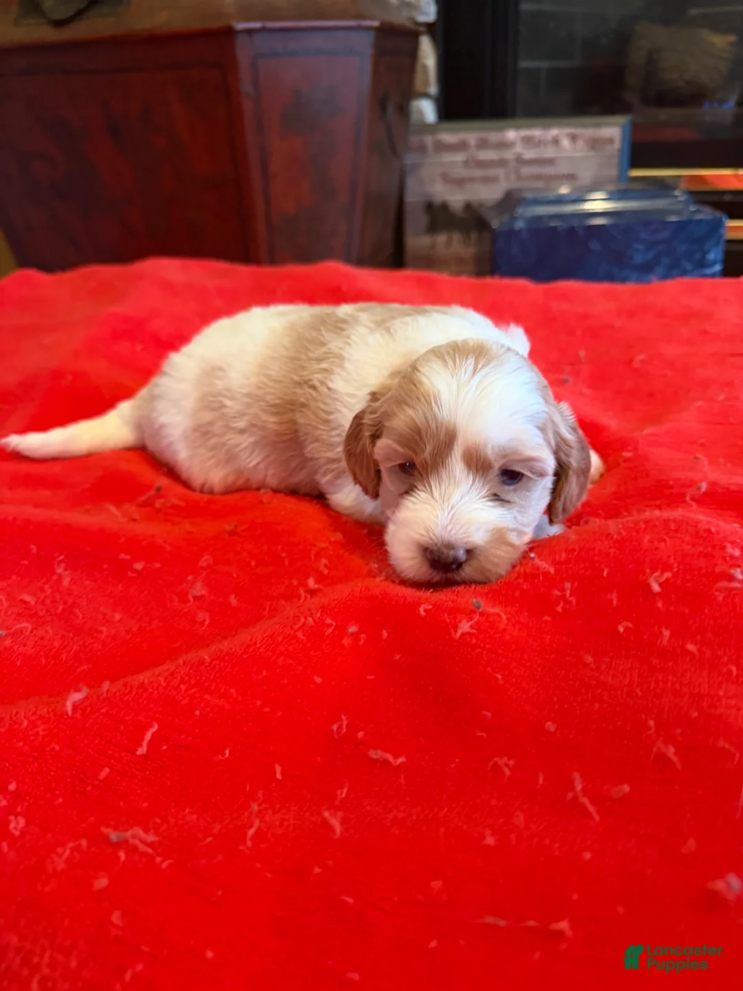 Cockapoo dogs for sale: Phoebe - Ad 1