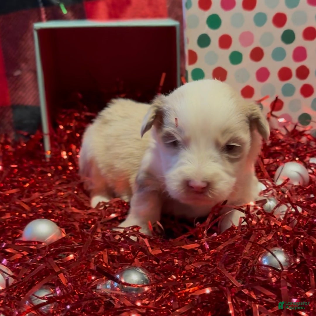 Mini Goldendoodle dogs for sale: El - Ad 3