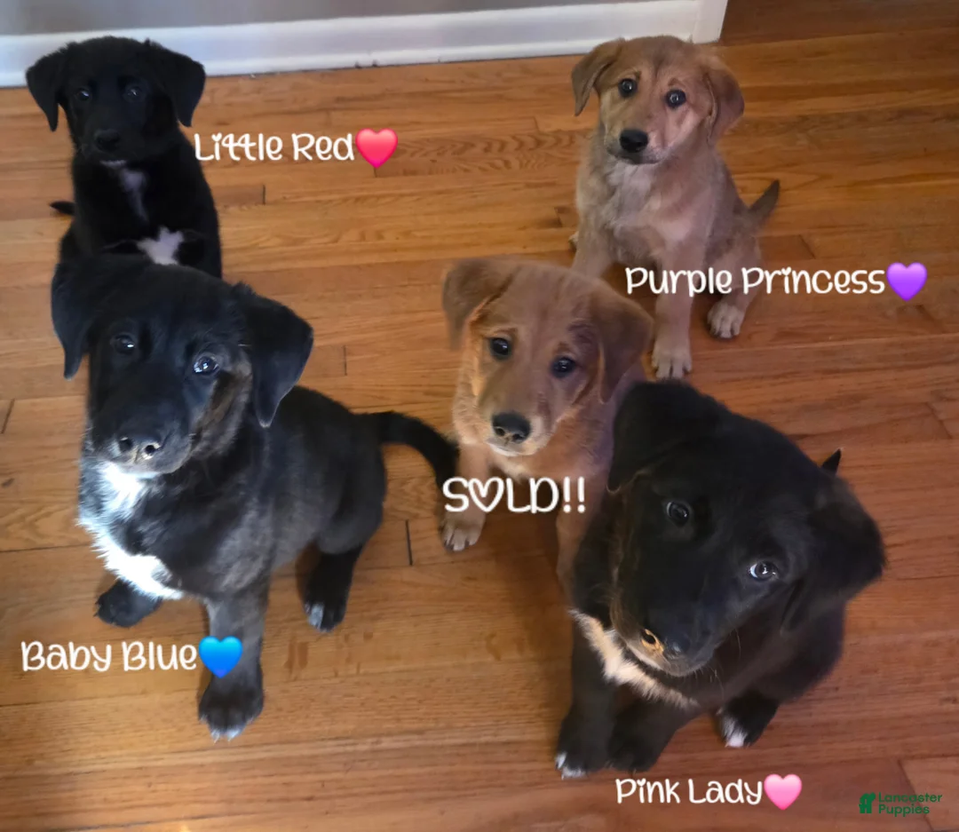 Mixed Breed dogs for sale: Baby Blue - Ad 13