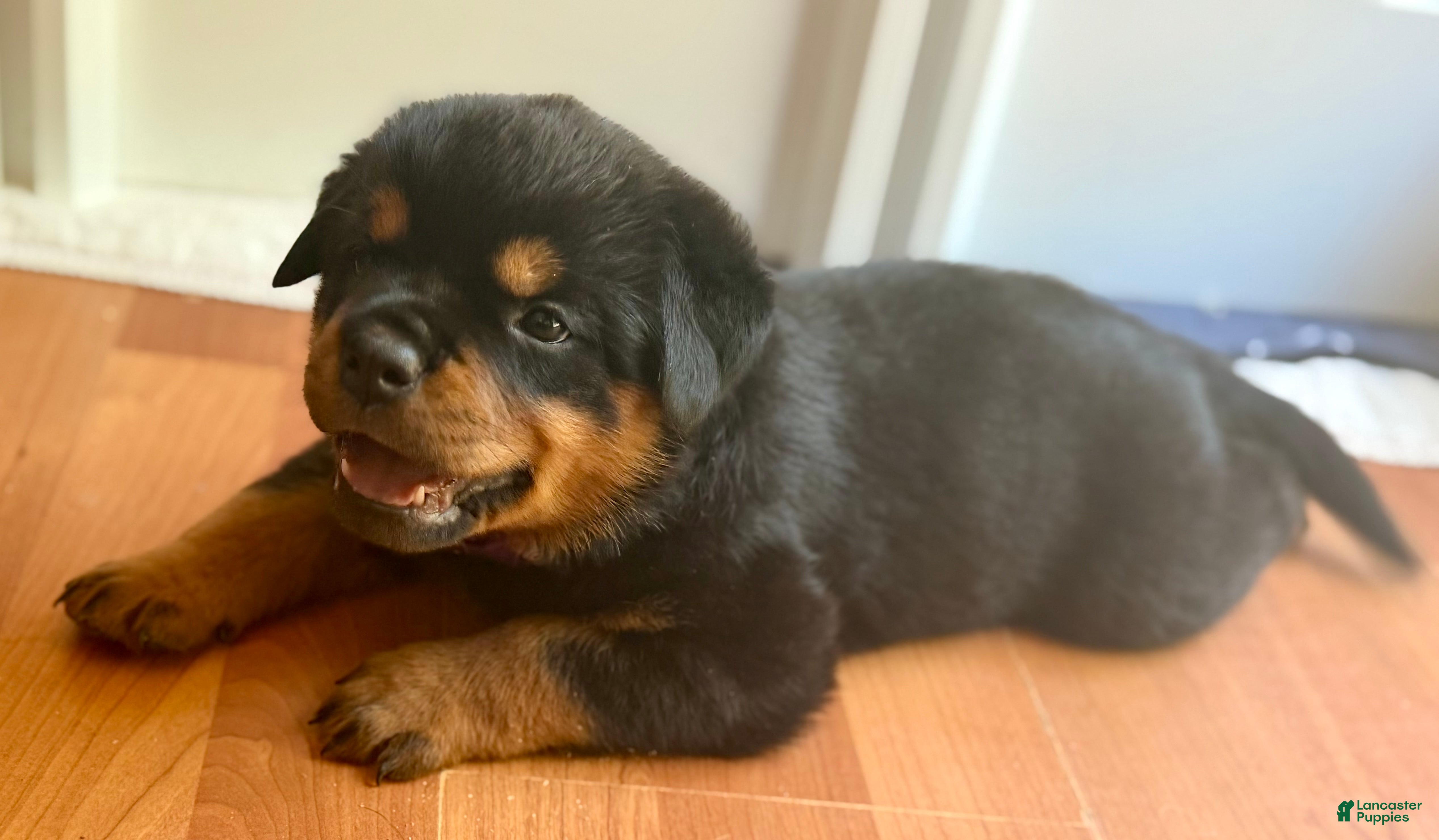 Rottweiler dogs Rottweiler Puppy 6 - Ad 1