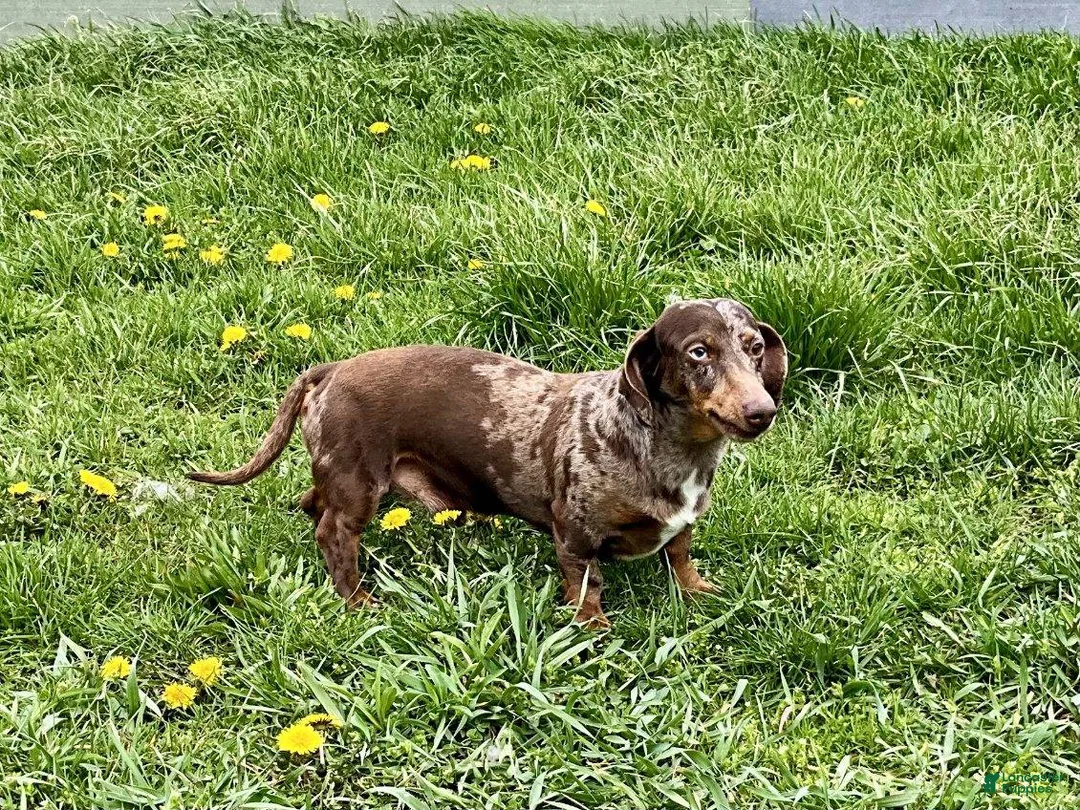Dachshund dogs for sale: Kobe - Ad 7