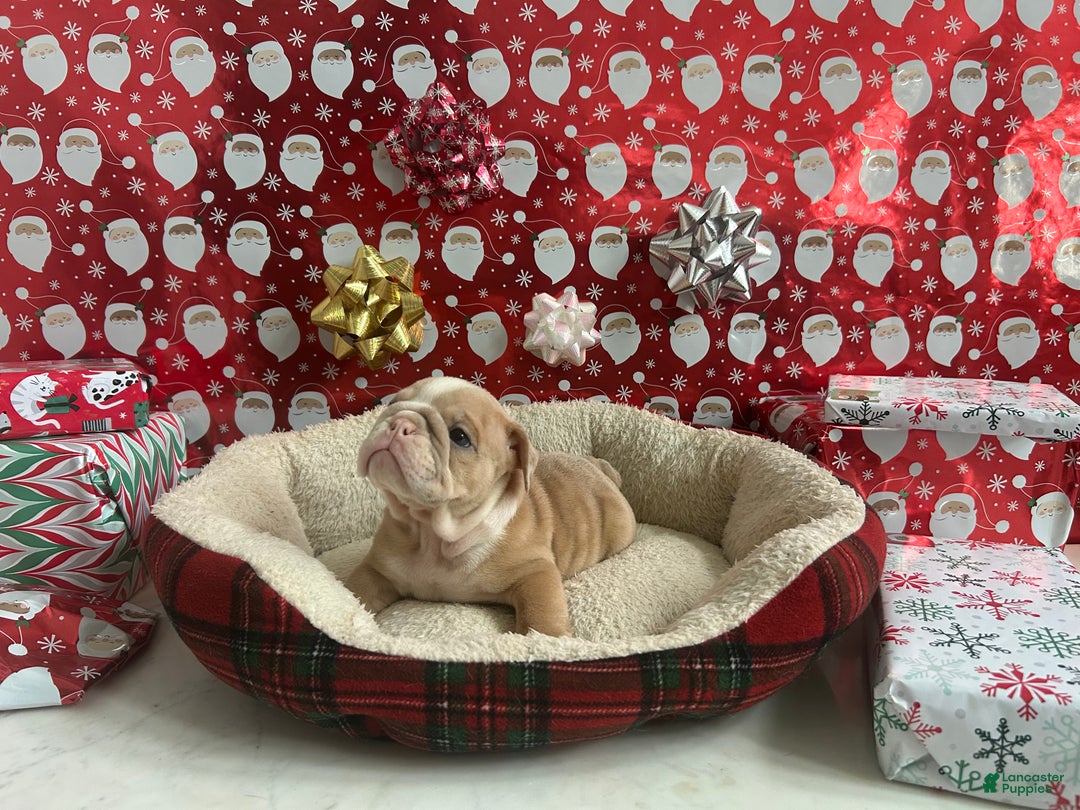English Bulldog dogs for sale: Ace - Ad 5