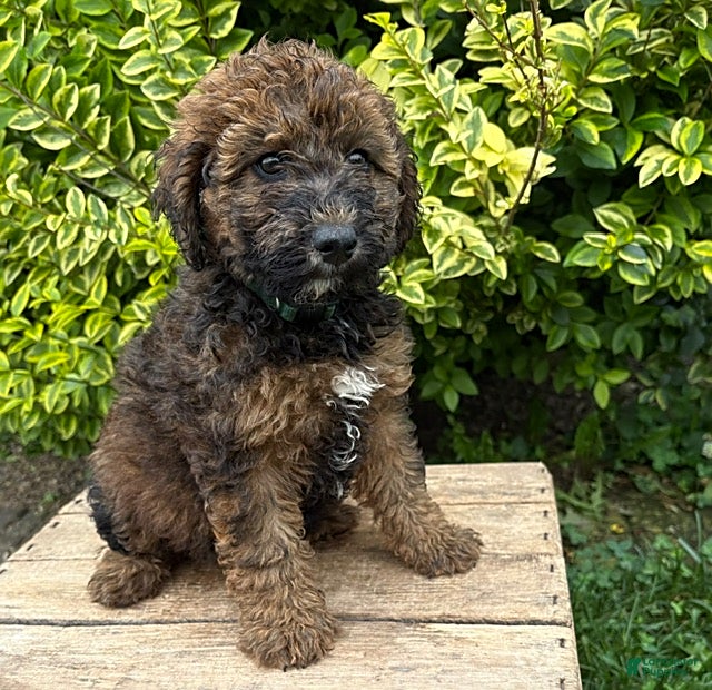 Whoodle dogs Hazel - Ad 1