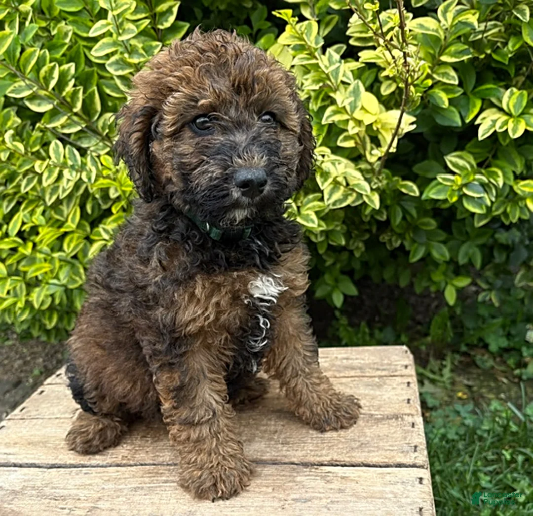 Whoodle dogs for sale: Hazel - Ad 1