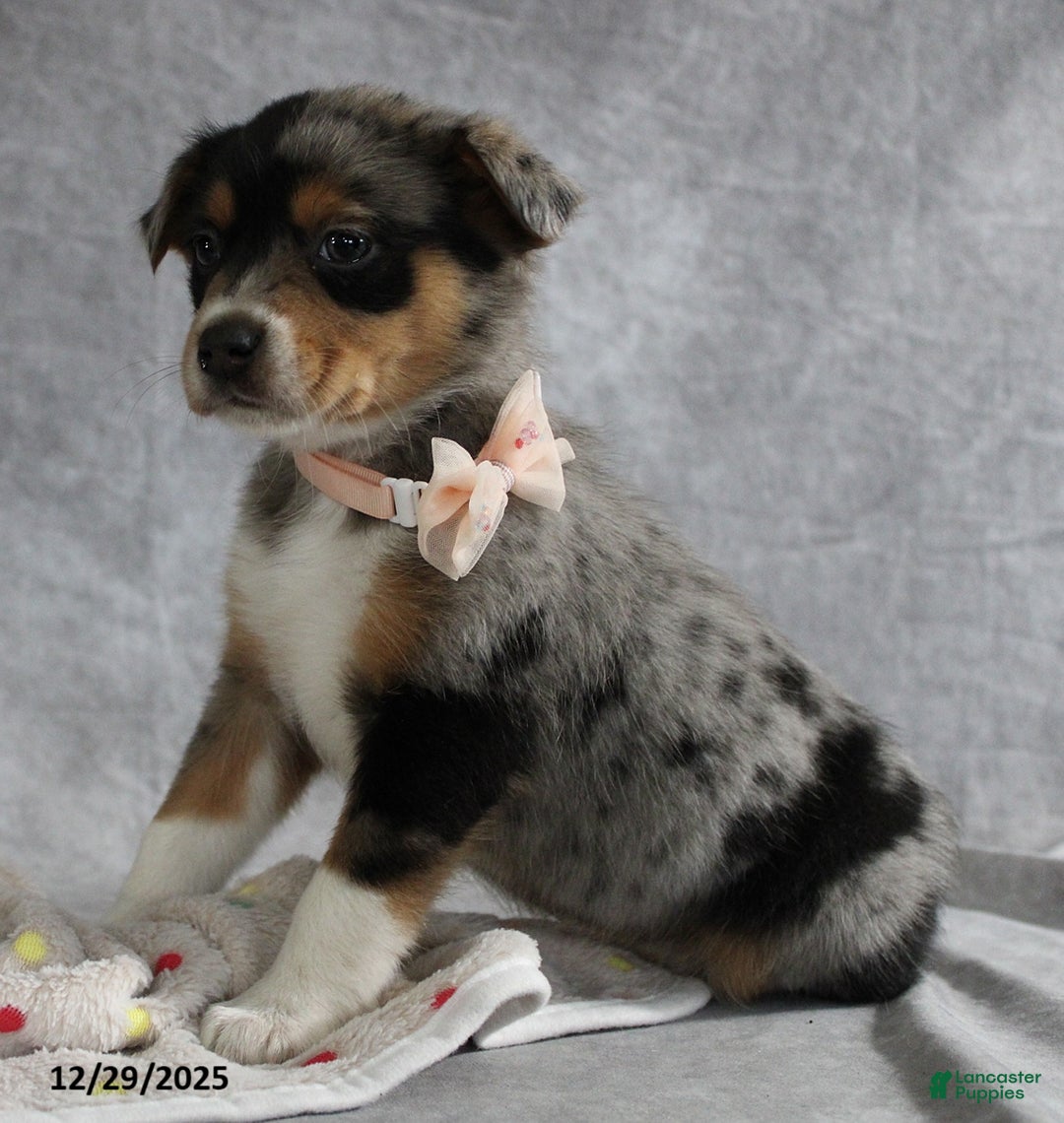 Mixed Breed dogs for sale: Ashley - Ad 2