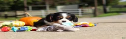 Cavalier King Charles Spaniel dogs for sale: Kaylee - Ad 6