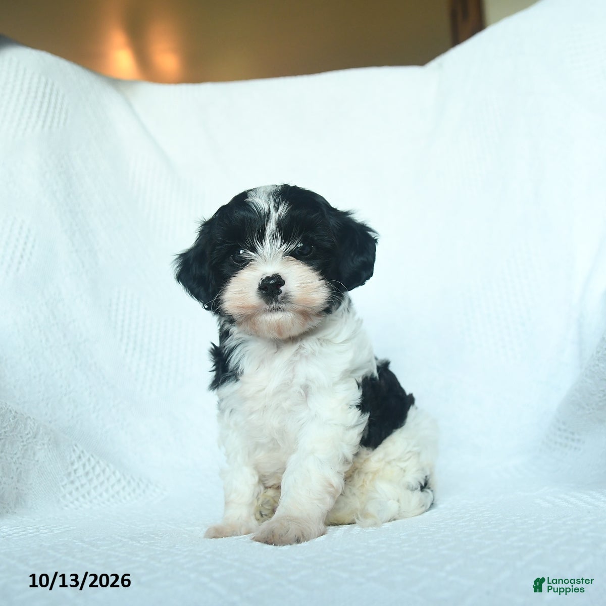 Mixed Breed dogs Cider - Ad 1