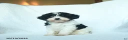 Mixed Breed dogs for sale: Cider - Ad 1