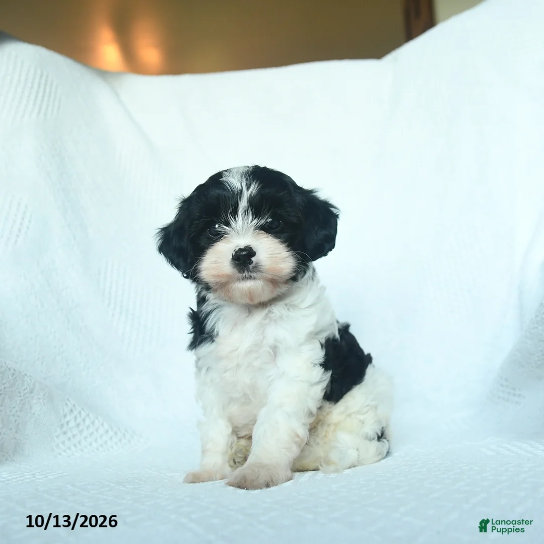 Mixed Breed dogs for sale: Cider - Ad 1