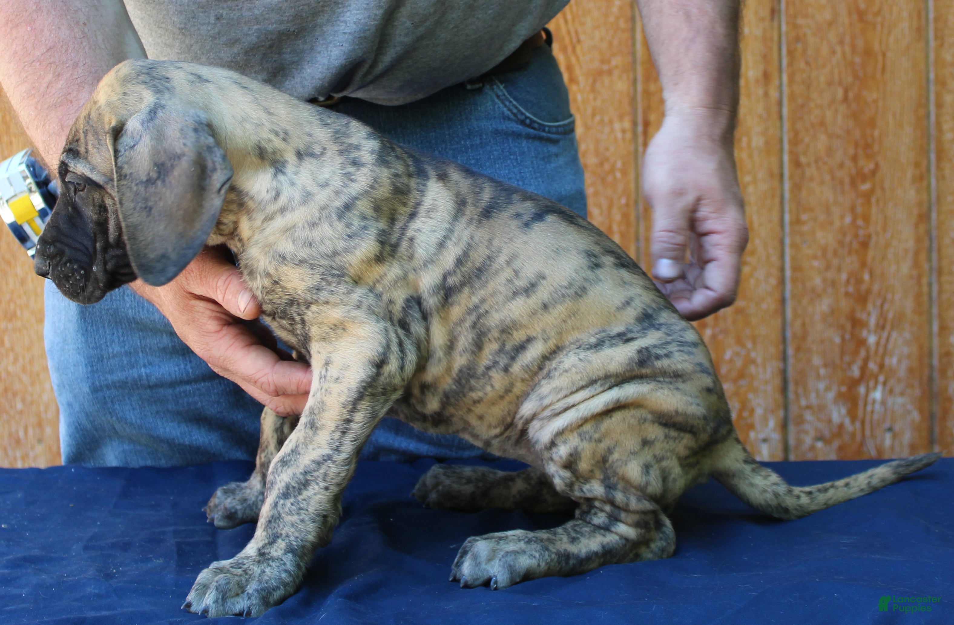 Great Dane dogs Sierra - Ad 36