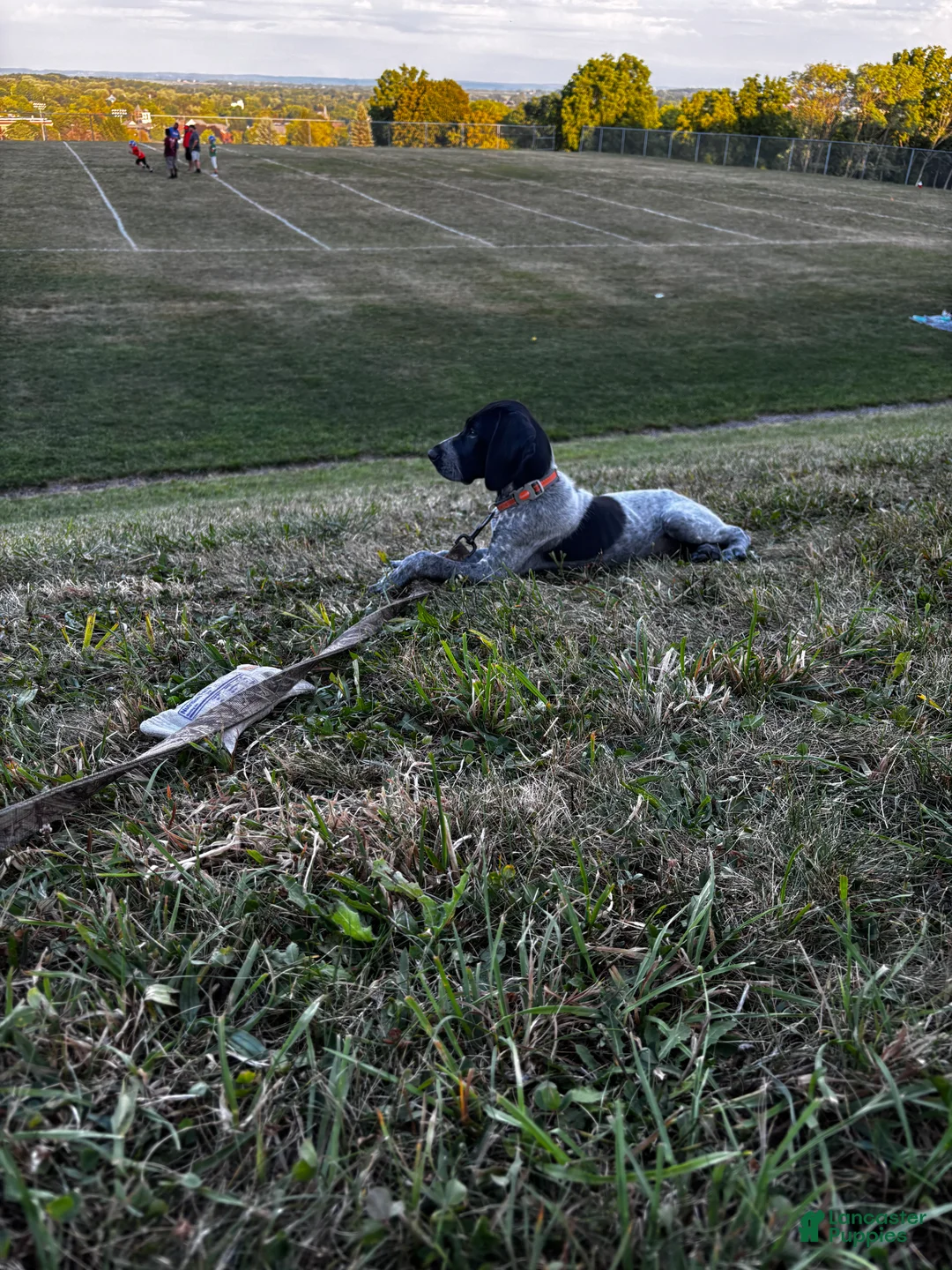 German Shorthaired Pointer dogs for sale: Diesel - Ad 2