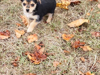 Mixed Breed dogs - Ad 5