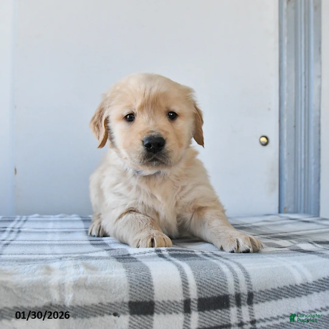 Golden Retriever dogs for sale: Rocket - Ad 1