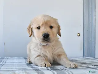 Golden Retriever dogs Rocket - Ad 10