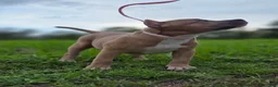 American Bully dogs for sale: American Bully Puppy 3 - Ad 2