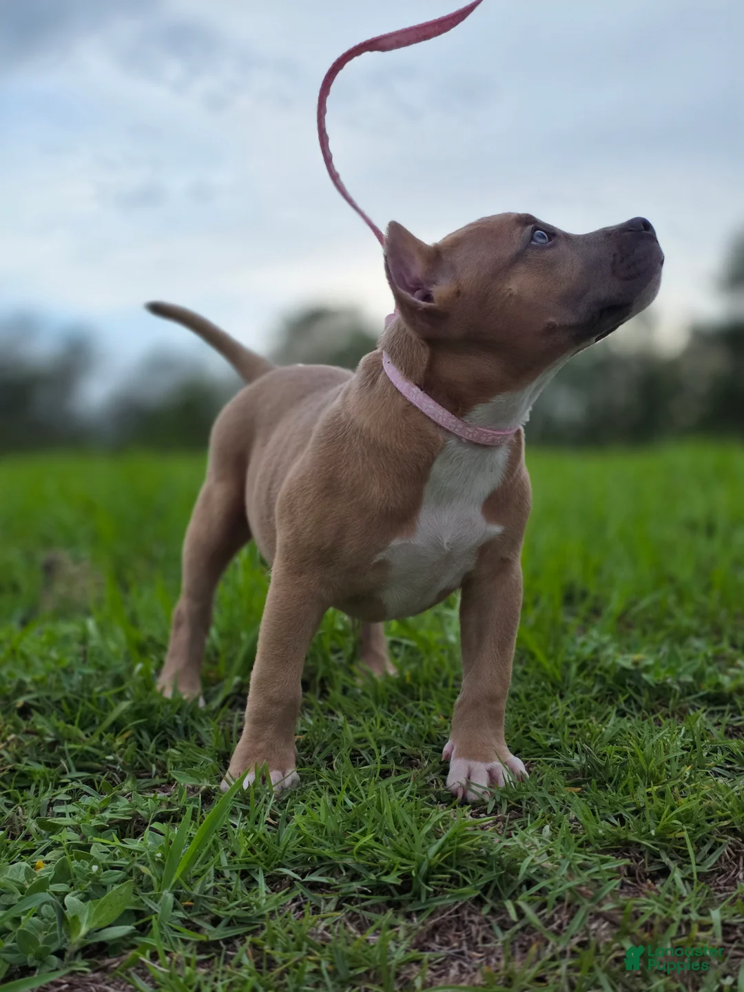 American Bully dogs for sale: American Bully Puppy 3 - Ad 2