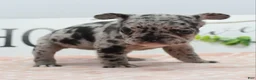 Mixed Breed dogs for sale: Ruby merle - Ad 4