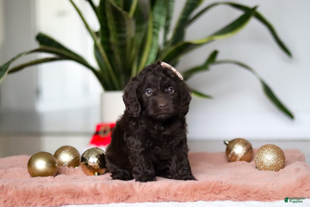 Cockapoo dogs for sale: Holly - Ad 2