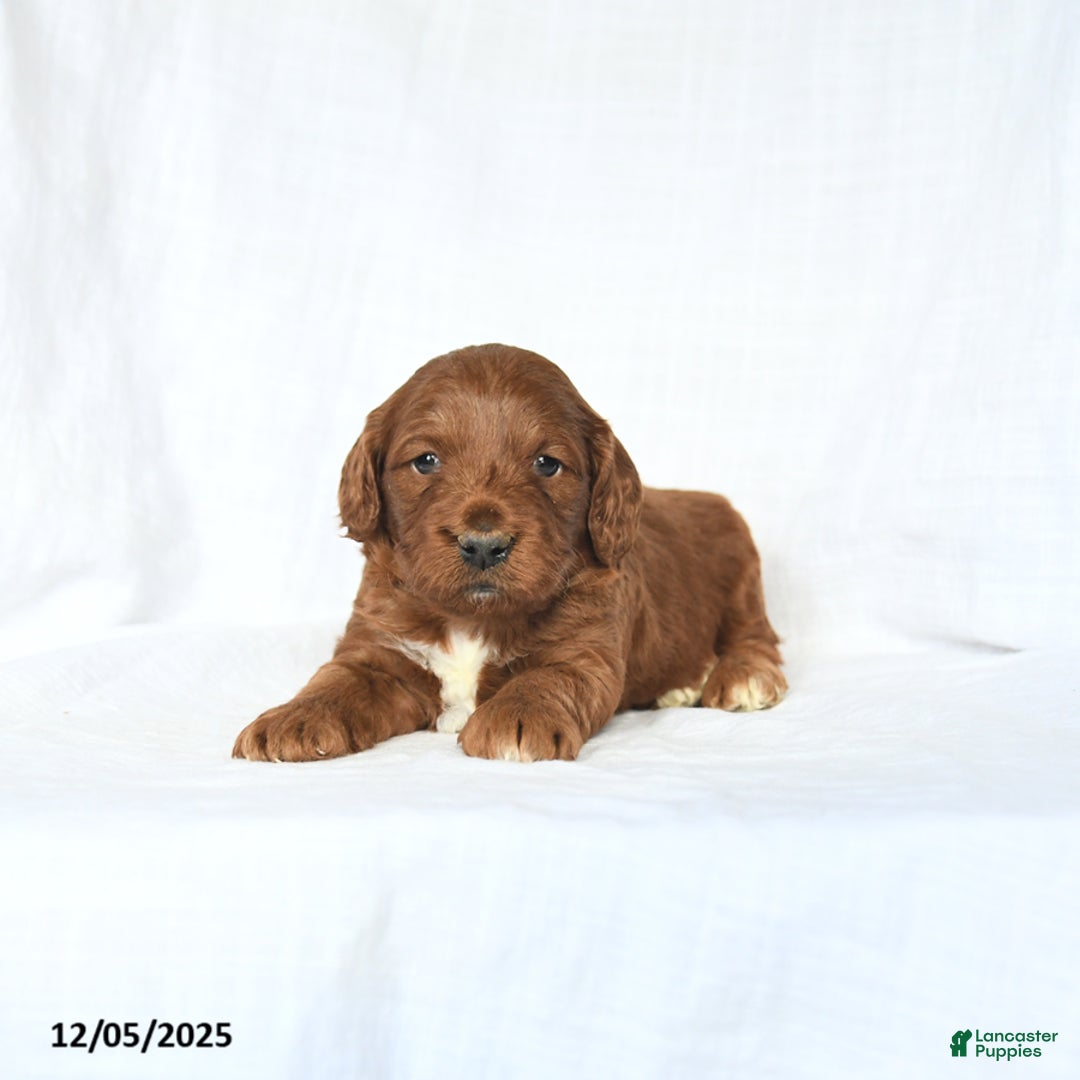 Mini Goldendoodle dogs for sale: London - Ad 3