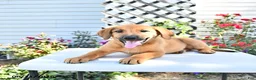 Golden Shepherd dogs for sale: Roxy - Ad 3