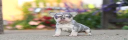 French Bulldog dogs for sale: Sienna - Ad 8
