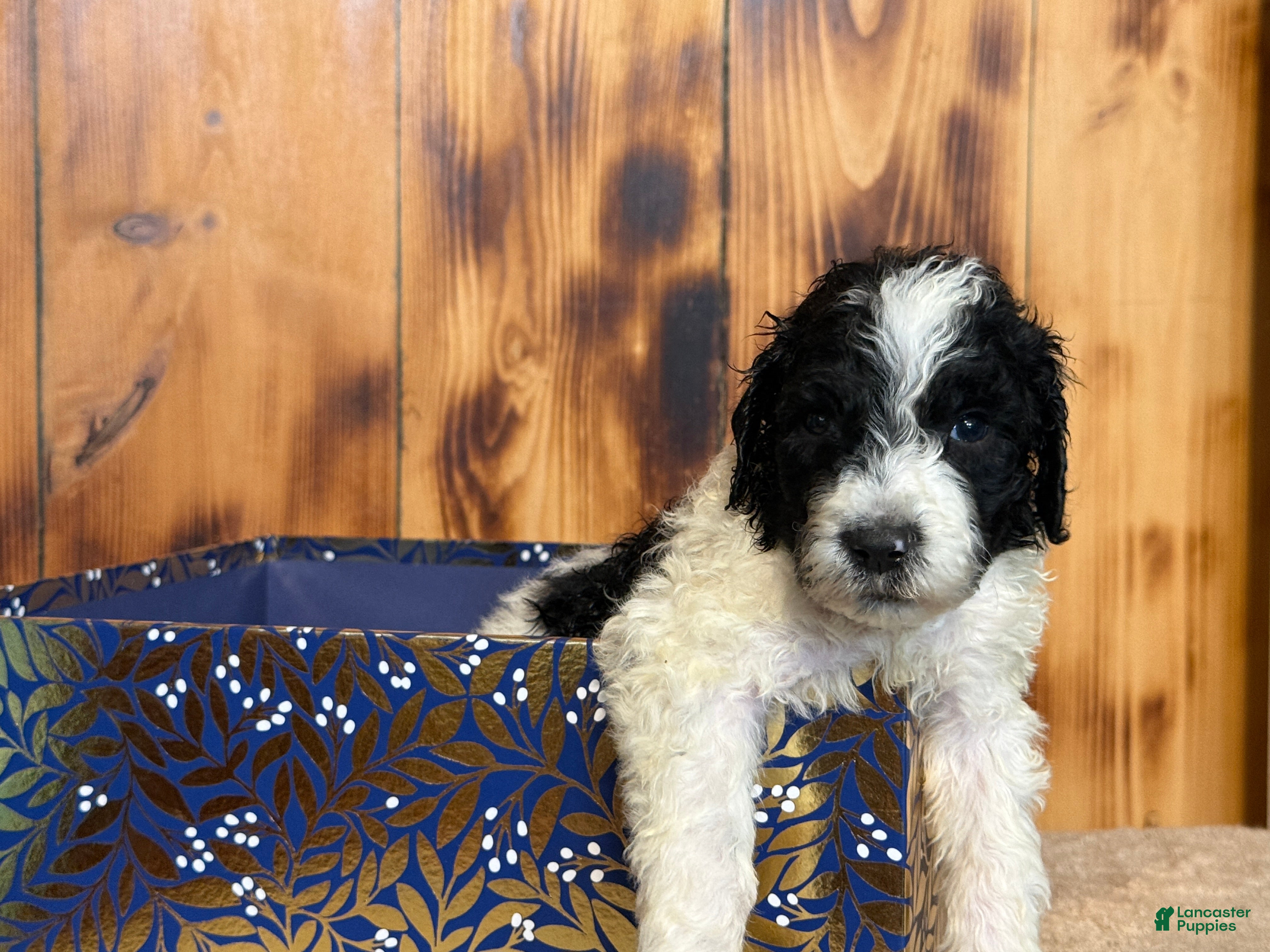 Sheepadoodle dogs Harlan - Ad 2