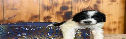 Sheepadoodle dogs for sale: Harlan - Ad 2