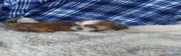 Shih Tzu dogs for sale: Larry - Ad 7