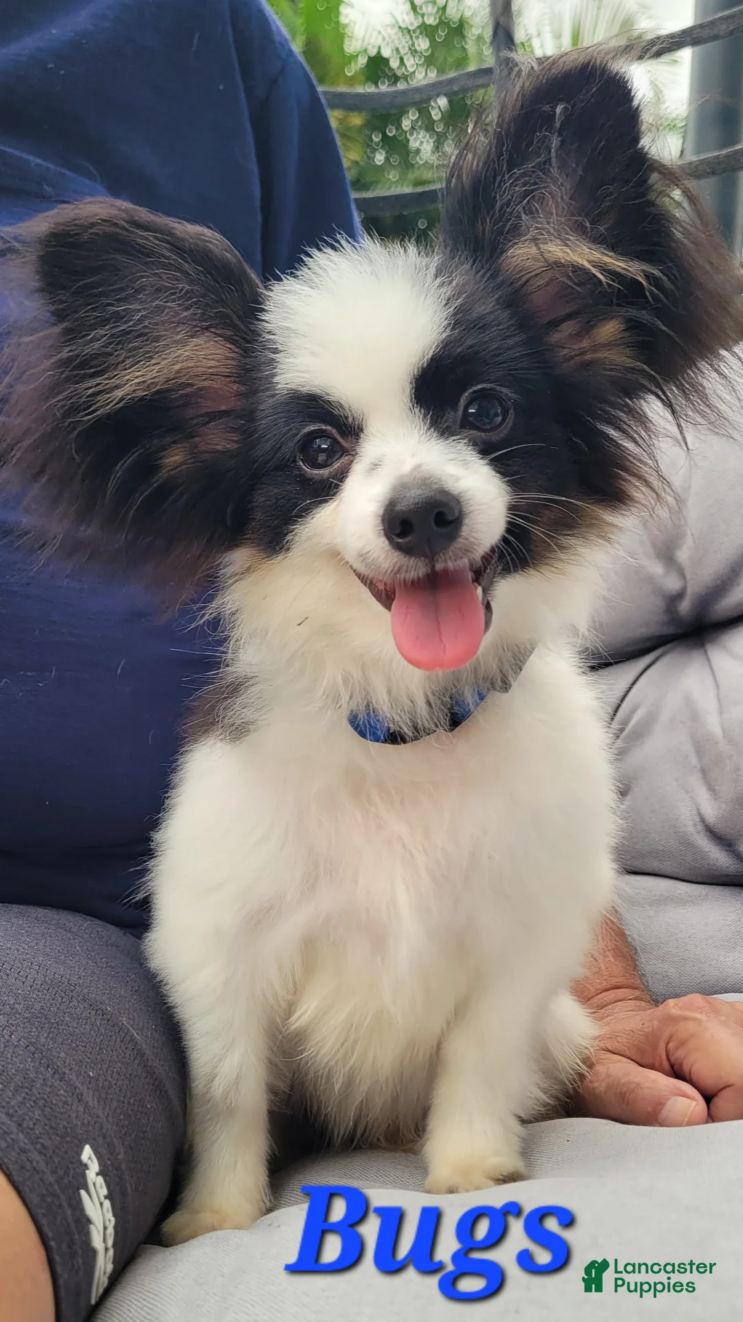 Papillon dogs for sale: Bugs - Ad 2