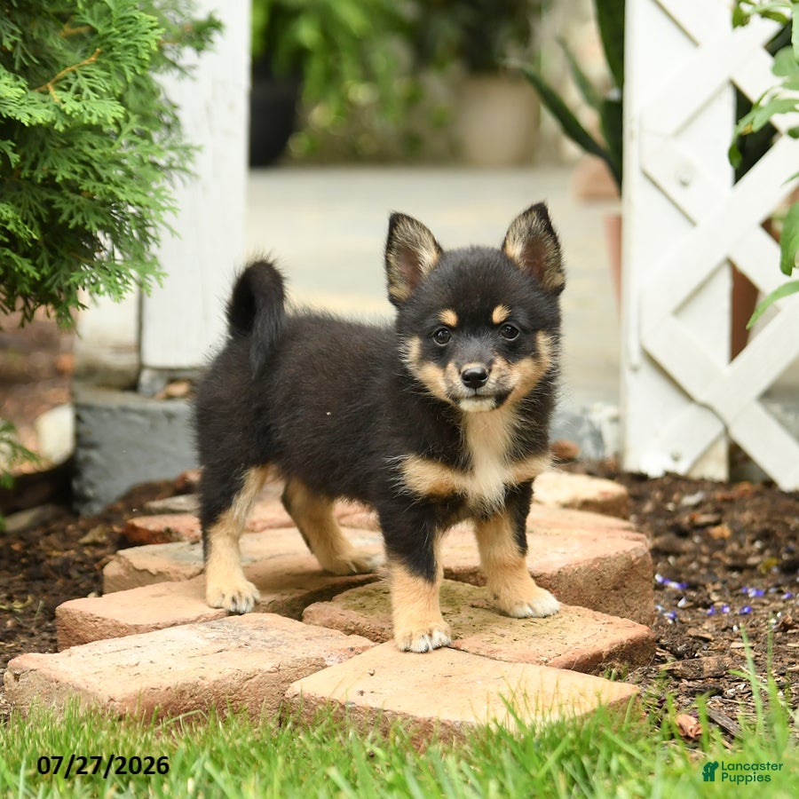 Mixed Breed dogs Thunder - Ad 1