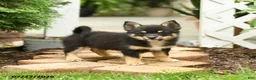 Mixed Breed dogs for sale: Thunder - Ad 1