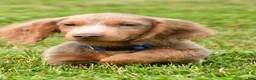 Miniature Dachshund dogs for sale: Bentley - Ad 3