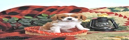 Cavalier King Charles Spaniel dogs for sale: Trixie - Ad 4