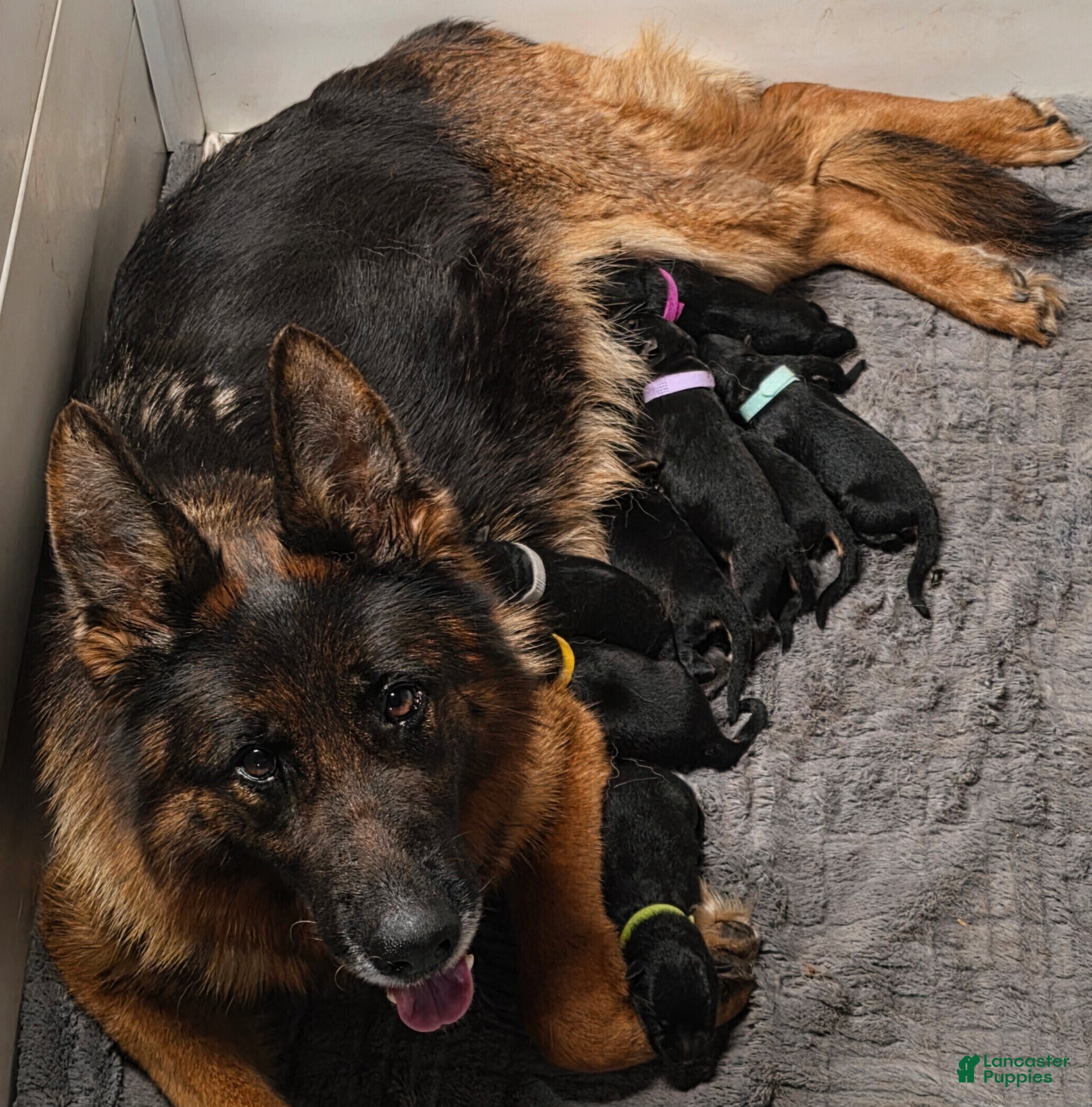 German Shepherd dogs German Shepherd Puppy 1 - Ad 18