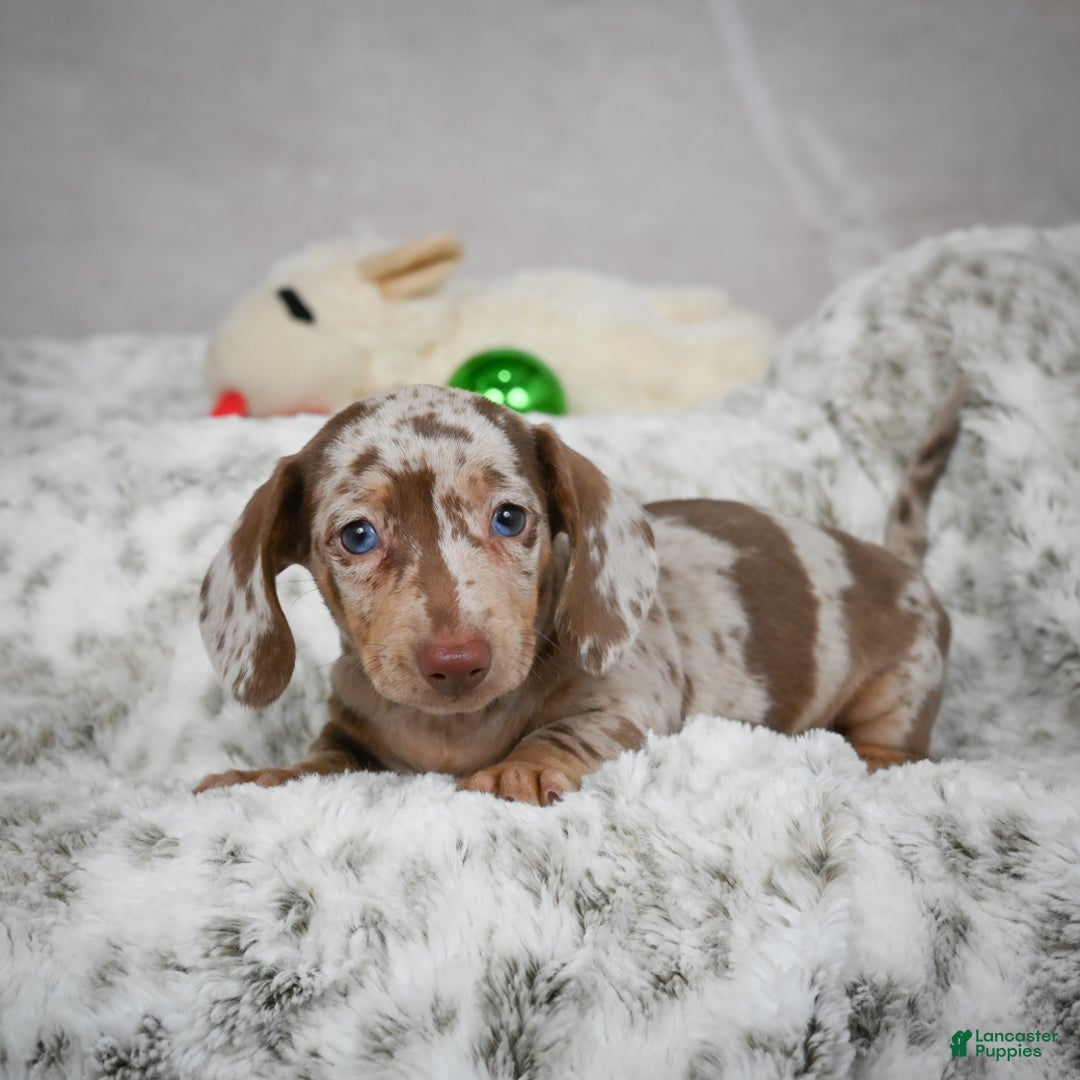 Miniature Dachshund dogs for sale: Hazel - Ad 15