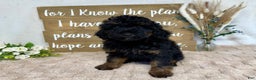 Toy Poodle dogs for sale: Buddy - Ad 2