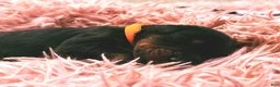 Doberman Pinscher dogs for sale: European Doberman Male (Orange collar) - Ad 6