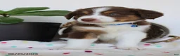 Miniature Australian Shepherd dogs for sale: Parker - Ad 5