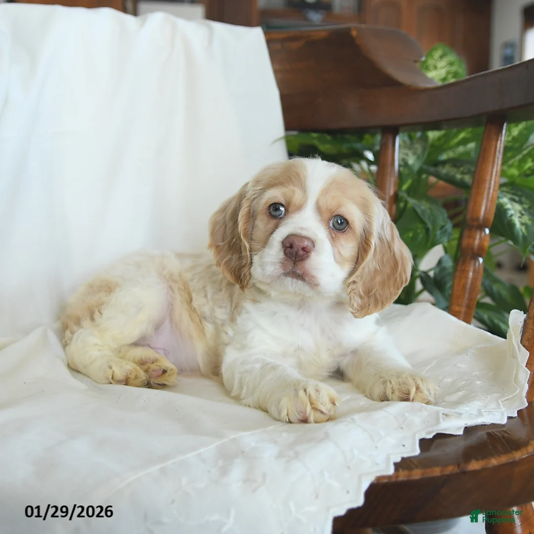 English Cocker Spaniel dogs for sale: Hickory - Ad 3