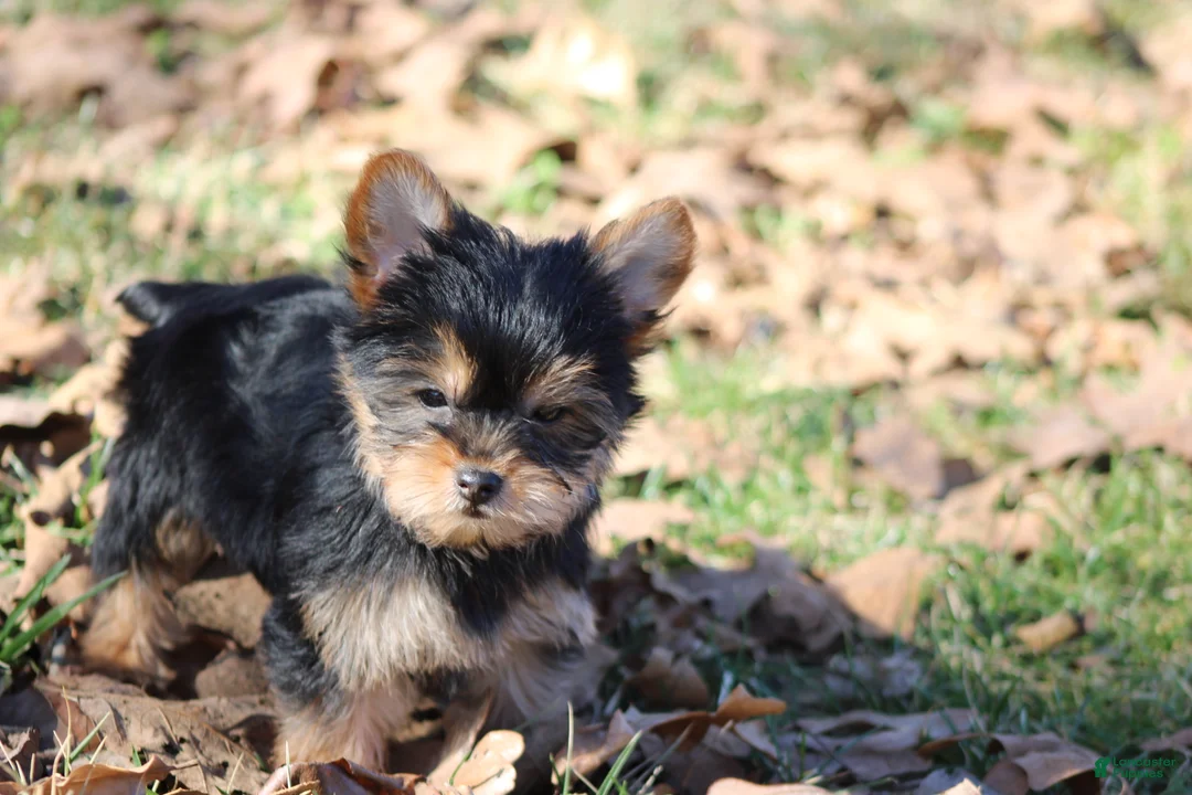 Yorkshire Terrier dogs for sale: Tiny Tia - Ad 7