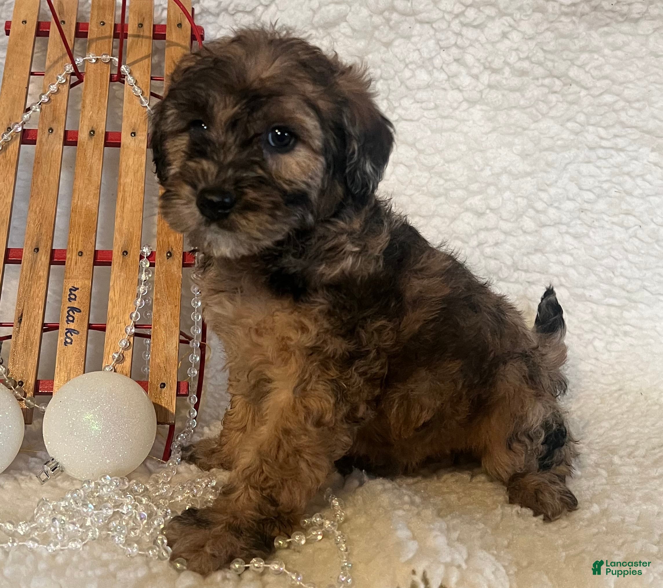 Whoodle dogs Binky - Ad 4