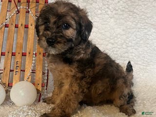 Whoodle dogs Binky - Ad 12