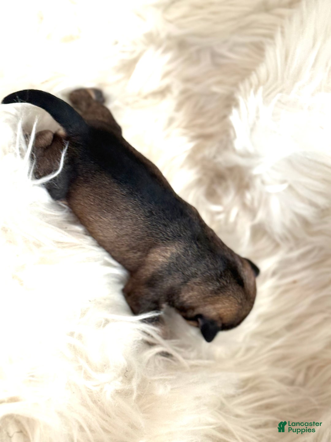 Miniature Schnauzer dogs for sale: Miniature Schnauzer Puppy 1 - Ad 8