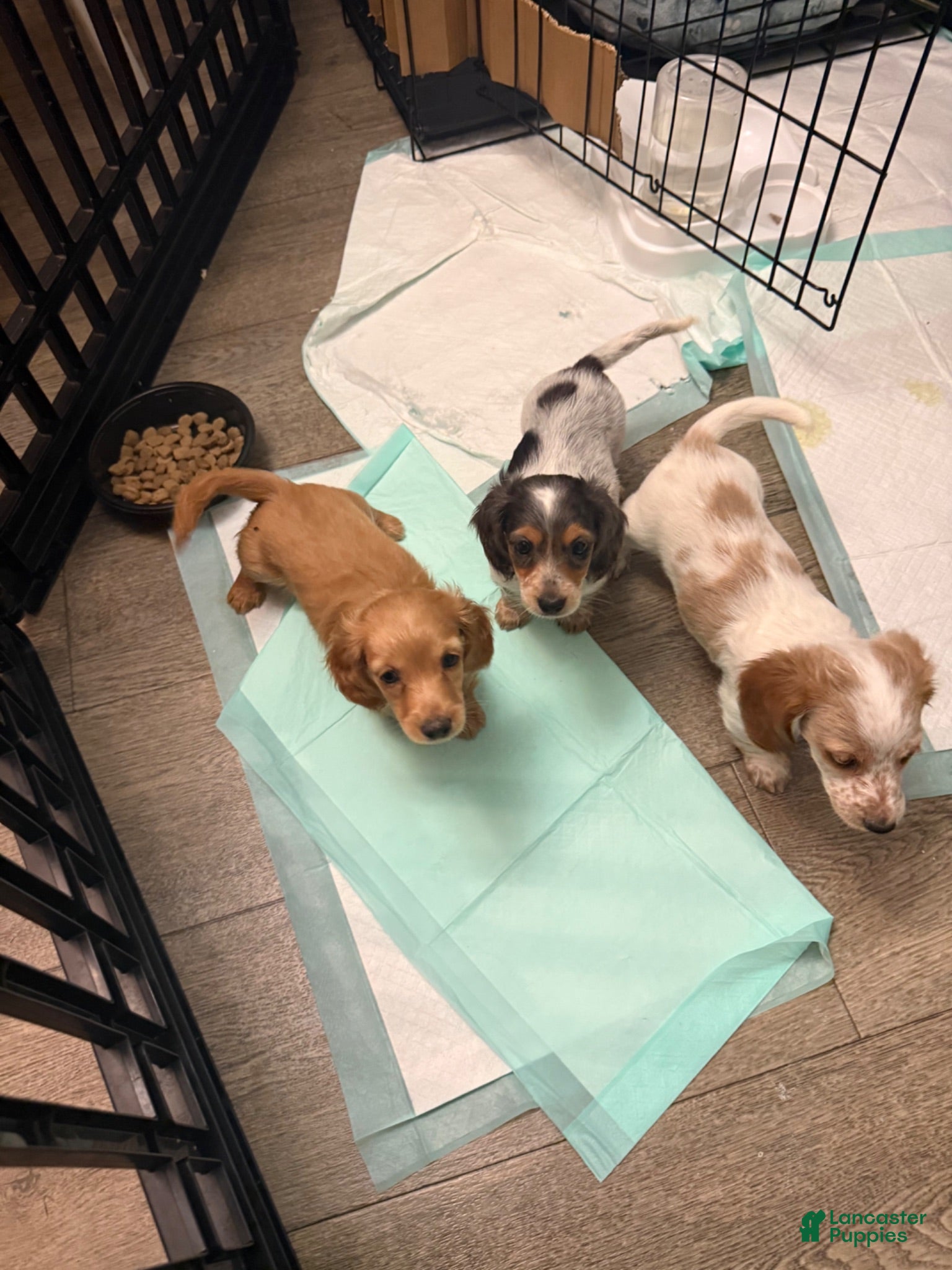 Dachshund dogs Dachshund 1 - Ad 8