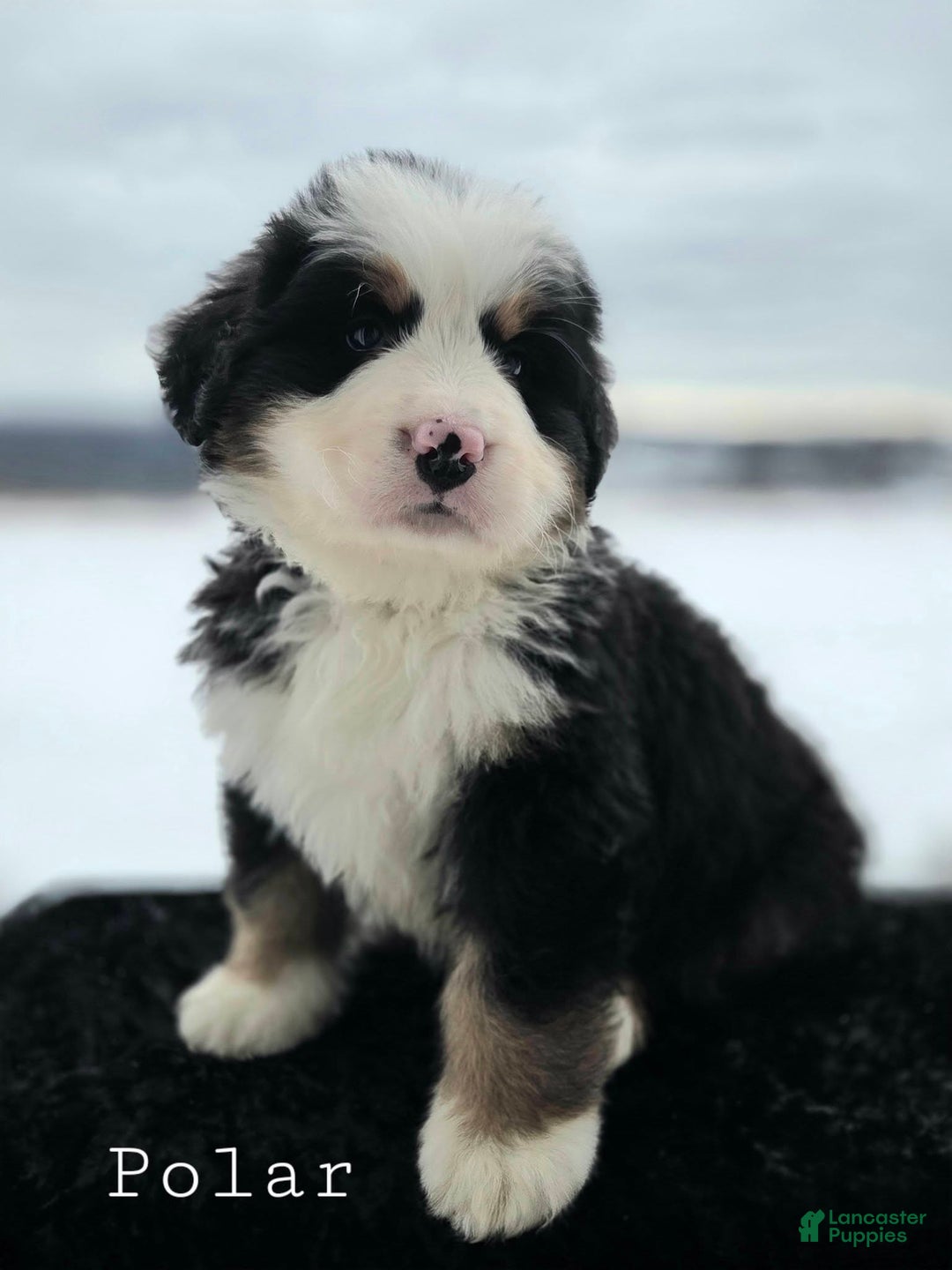 Bernese Mountain Dog dogs for sale: Polar - Ad 4