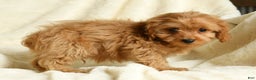 Cockapoo dogs for sale: Rocky - Ad 8