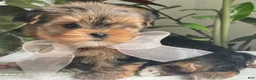 Biewer Terrier dogs for sale: Izzy - Ad 7