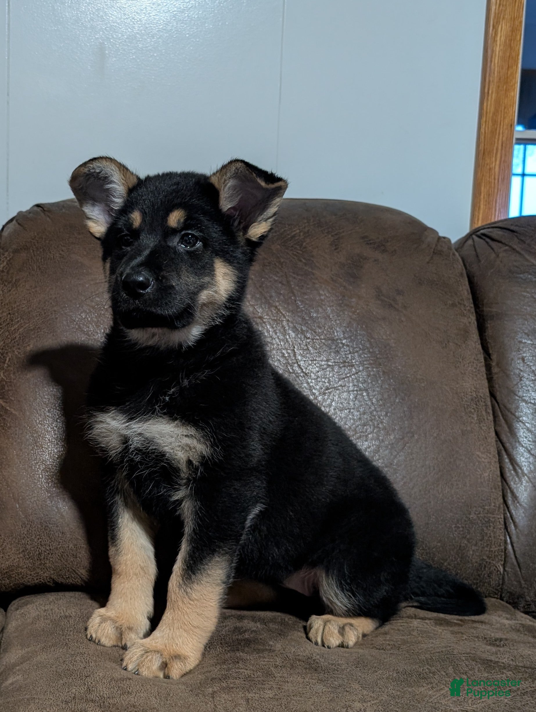 German Shepherd dogs Lucy - Ad 2